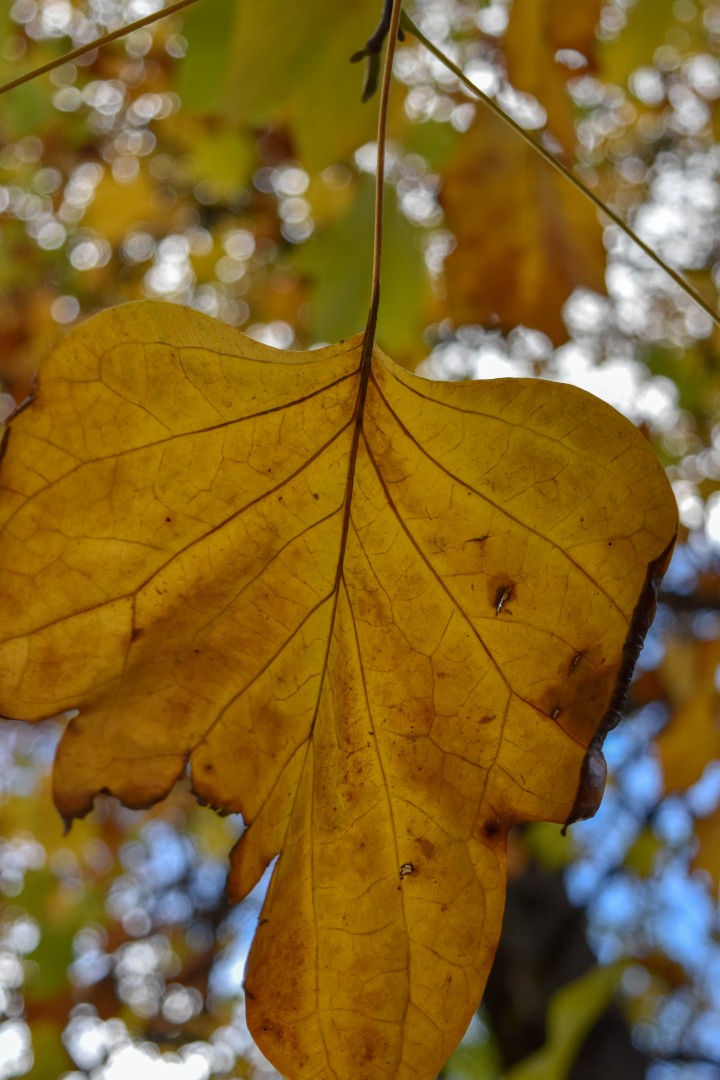 Jardin des Plantes, Rue Stanislas Baudry, 44000 Nantes, France