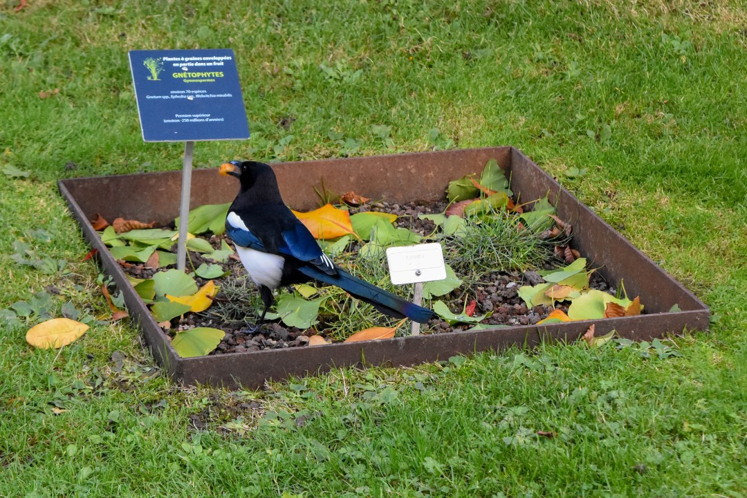Jardin des Plantes, Rue Stanislas Baudry, 44000 Nantes, France