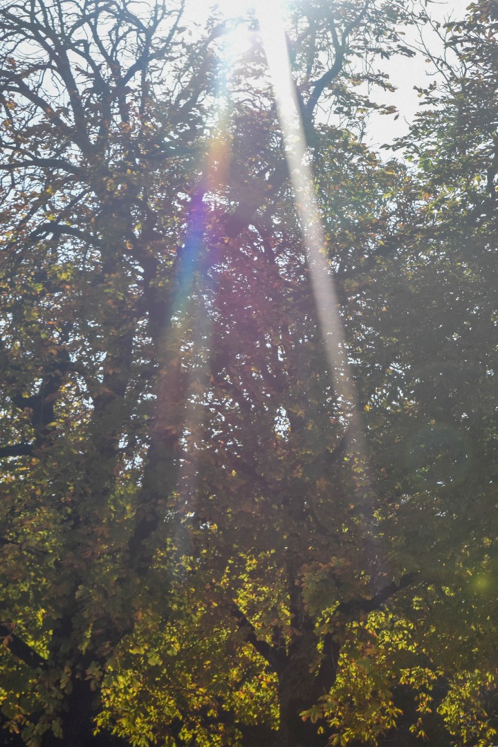 Jardin des Plantes, Rue Stanislas Baudry, 44000 Nantes, France