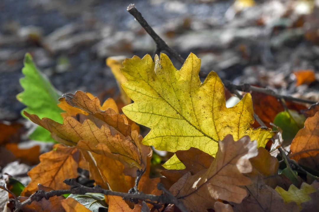 Cours Saint Pierre, 9p Rue Henri IV, 44000 Nantes, France