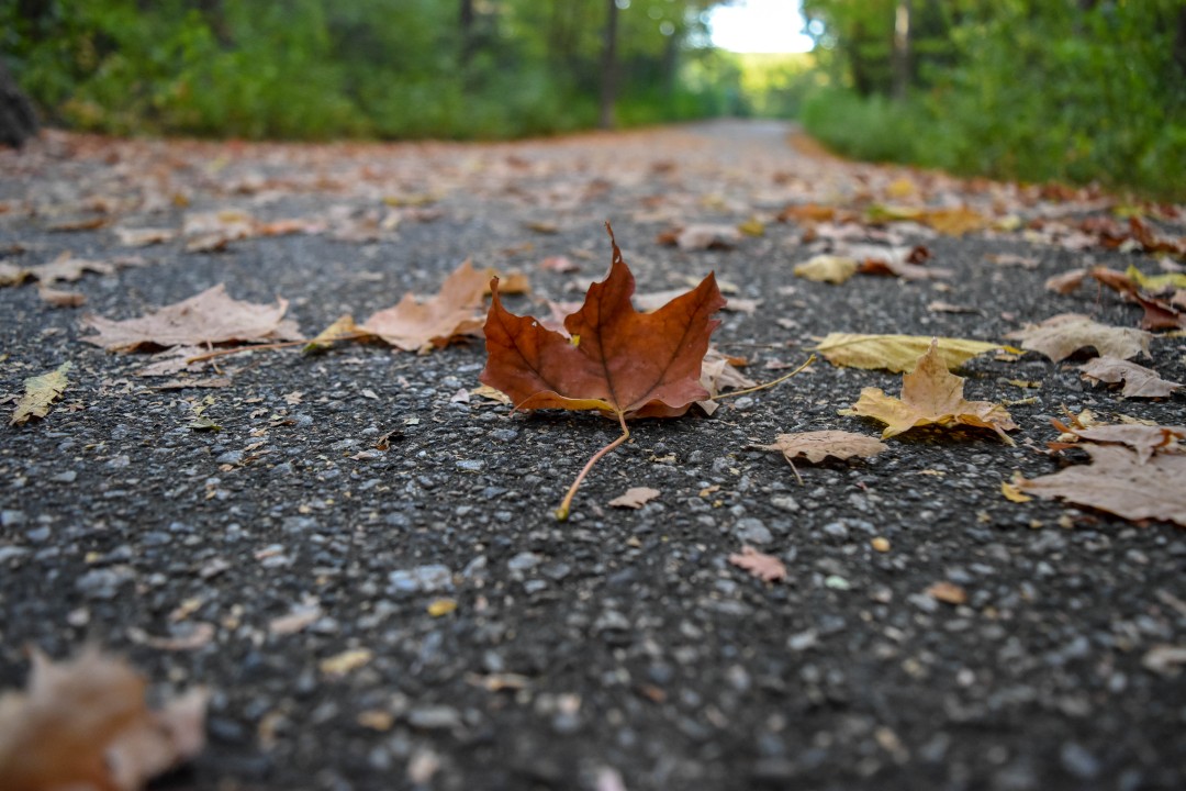 Carlington Woods, Clyde Ave., Ottawa, ON K2C 4B3