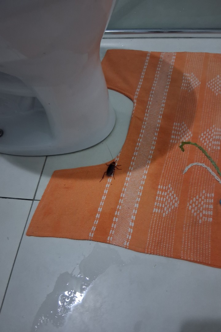 Juliette vs. giant coakroach, R. Sagrada Família, Enseada da Pinheira, Palhoça - State of Santa Catarina