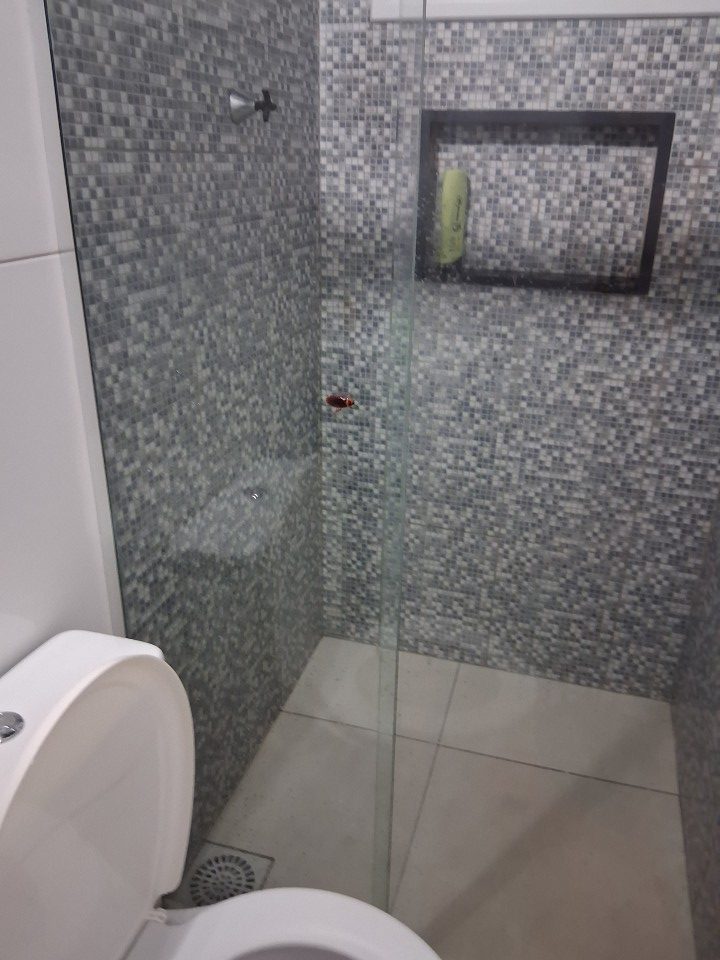 Juliette vs. giant coakroach, R. Sagrada Família, Enseada da Pinheira, Palhoça - State of Santa Catarina