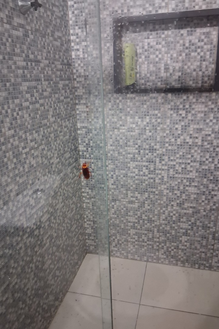 Juliette vs. giant coakroach, R. Sagrada Família, Enseada da Pinheira, Palhoça - State of Santa Catarina