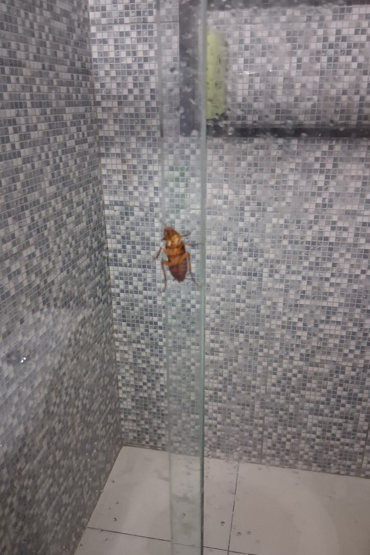 Juliette vs. giant coakroach, R. Sagrada Família, Enseada da Pinheira, Palhoça - State of Santa Catarina