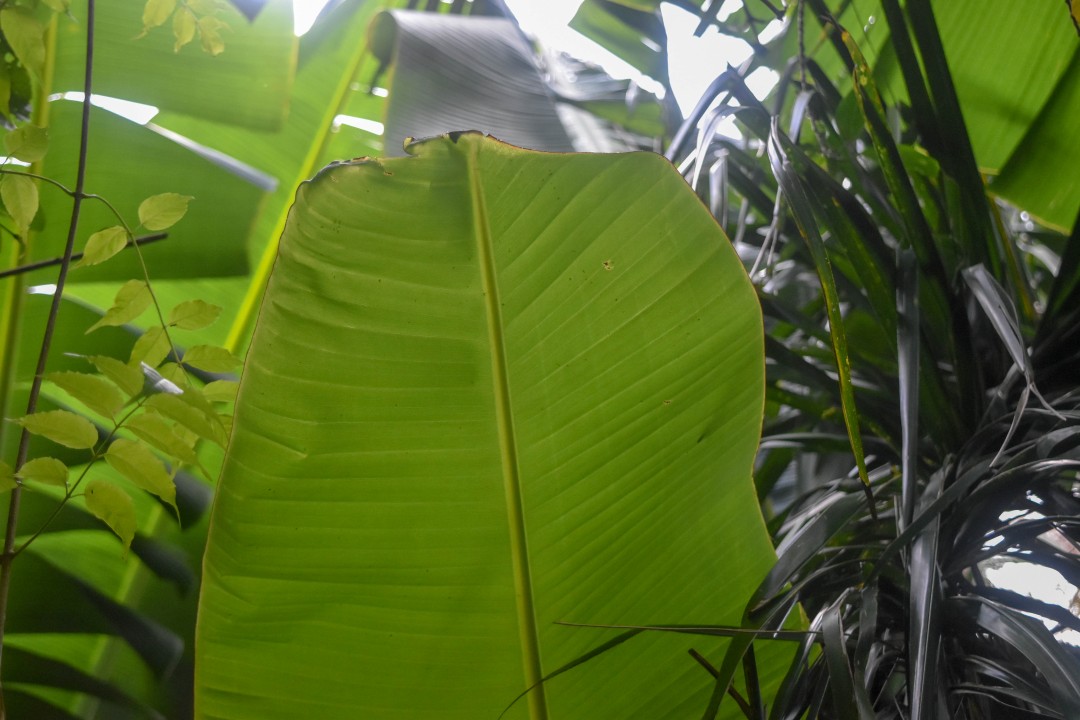Praia do Matadeiro, Ilha de Santa Catarina