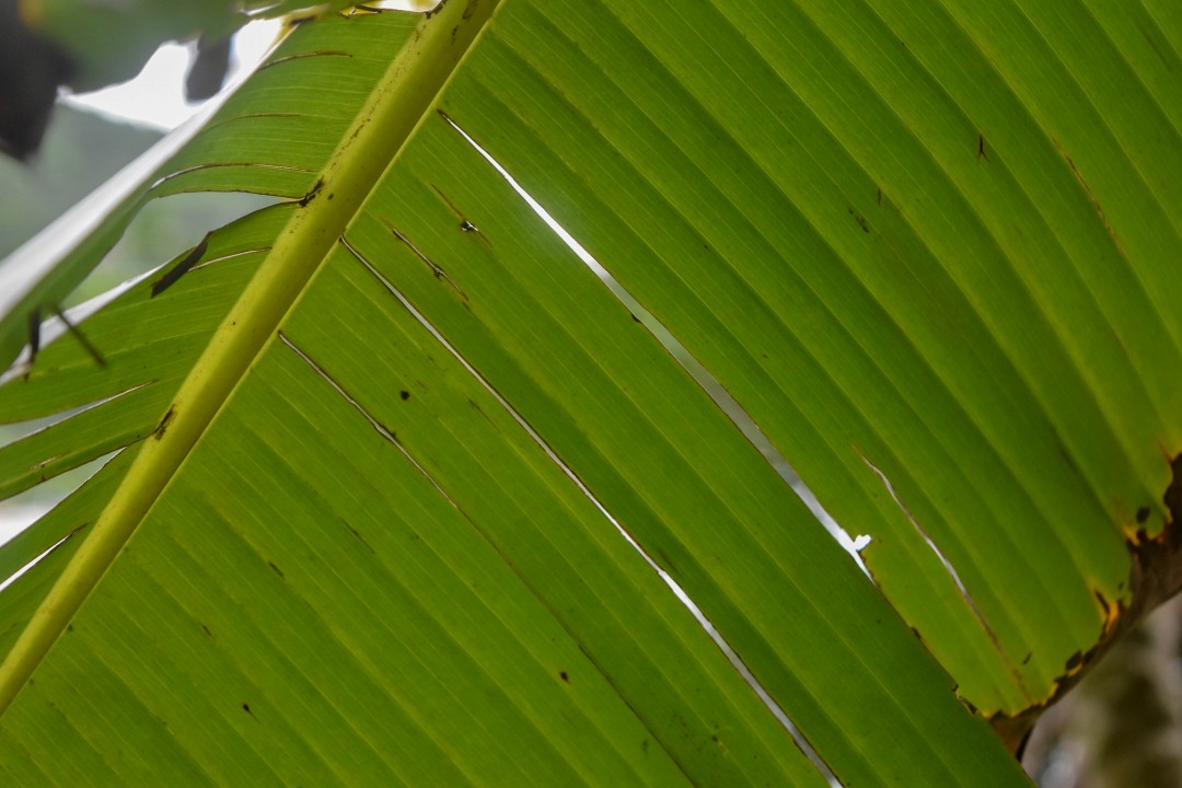 Praia do Matadeiro, Ilha de Santa Catarina