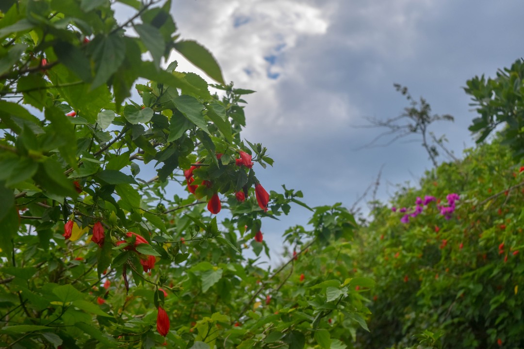 Praia do Pantano do Sul, Ilha de Santa Catarina