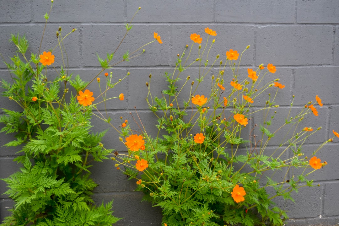 Enseada da Pinheira, Palhoça - State of Santa Catarina