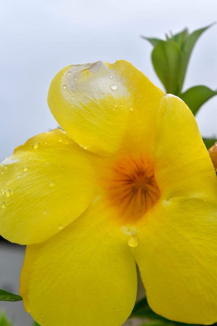 Enseada da Pinheira, Palhoça - State of Santa Catarina