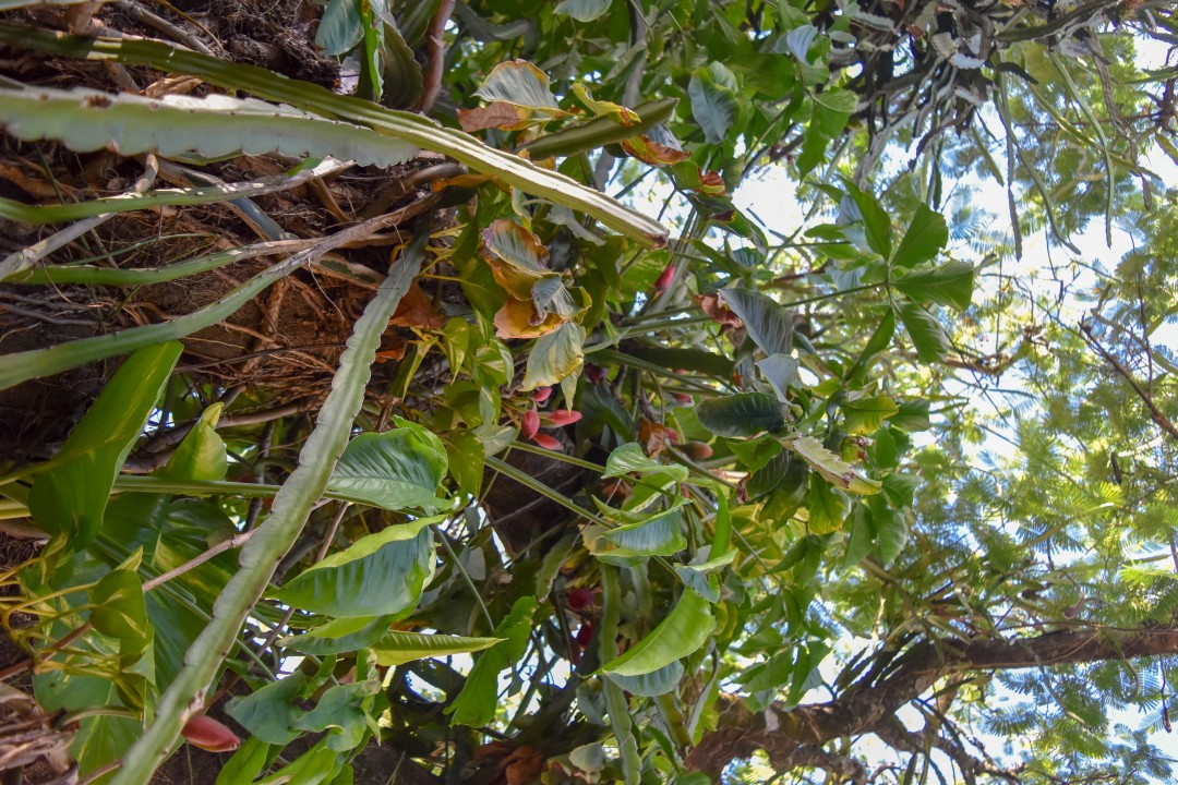 Centro, Foz do Iguaçu - PR, 85851-040, Brazil