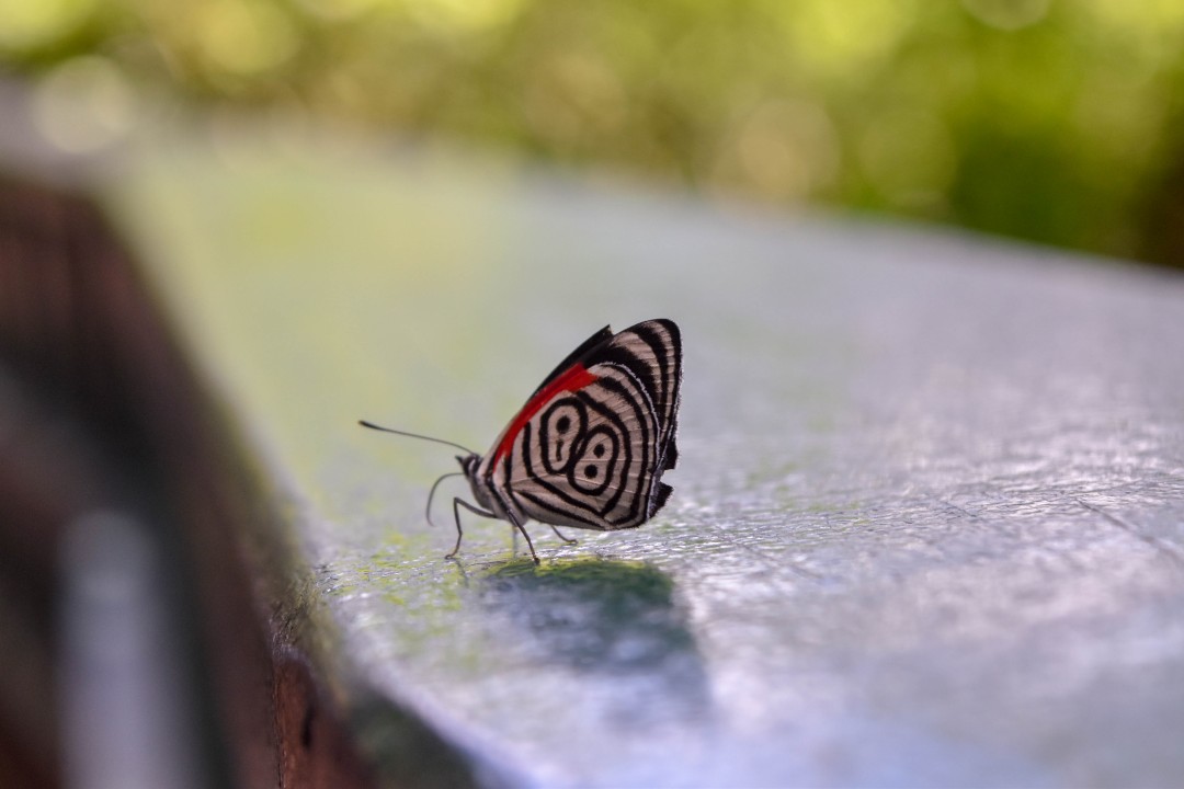 Cataratas do Iguaçu, Rodovia dos Cataratas, Km 18, Foz de Iguacu, Paraná