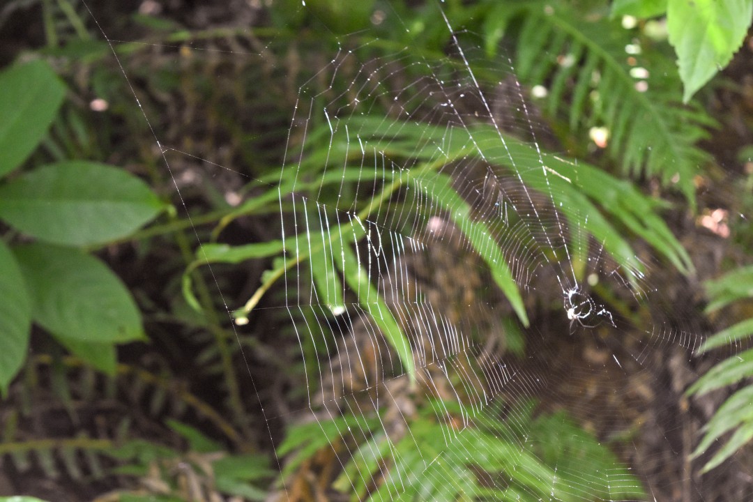 Parque das Aves, Av. das Cataratas, 12450 - KM 17,1 - Parque Nacional, Foz do Iguaçu - PR, 85859-899, Brazil