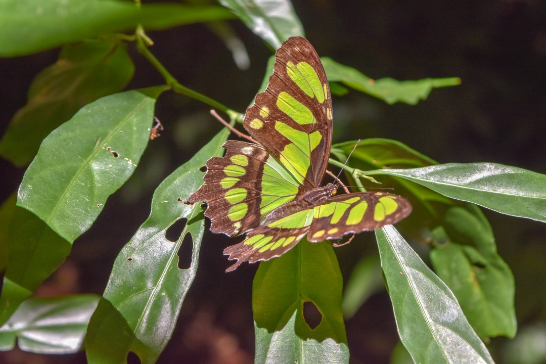 Parque das Aves, Av. das Cataratas, 12450 - KM 17,1 - Parque Nacional, Foz do Iguaçu - PR, 85859-899, Brazil