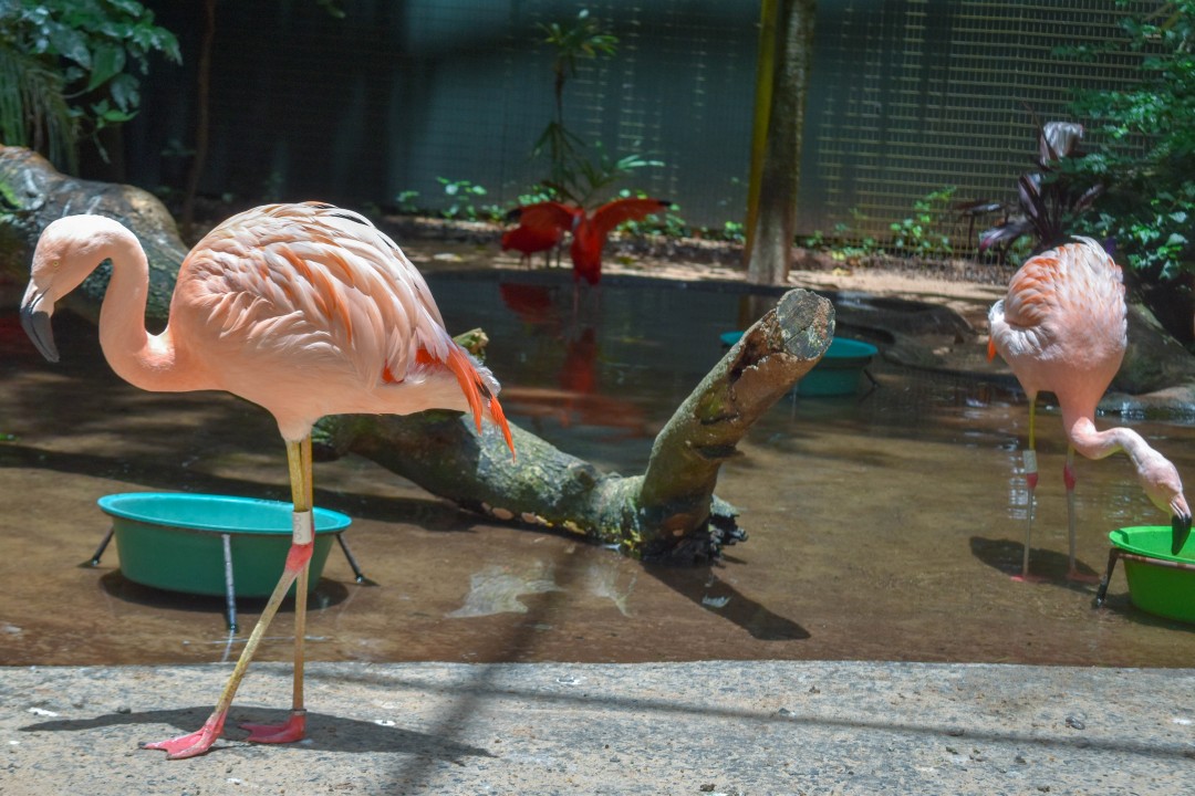 Parque das Aves, Av. das Cataratas, 12450 - KM 17,1 - Parque Nacional, Foz do Iguaçu - PR, 85859-899, Brazil