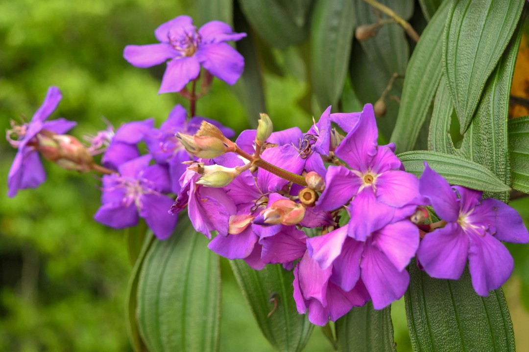 R. XV de Novembro - Centro, Blumenau - SC, 89010-003