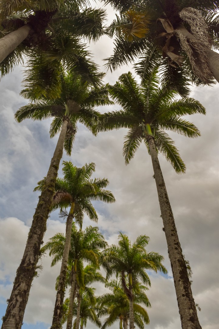 Rua das Palmeiras, Alameda Duque de Caxias - Centro, Blumenau - SC, 89015-010