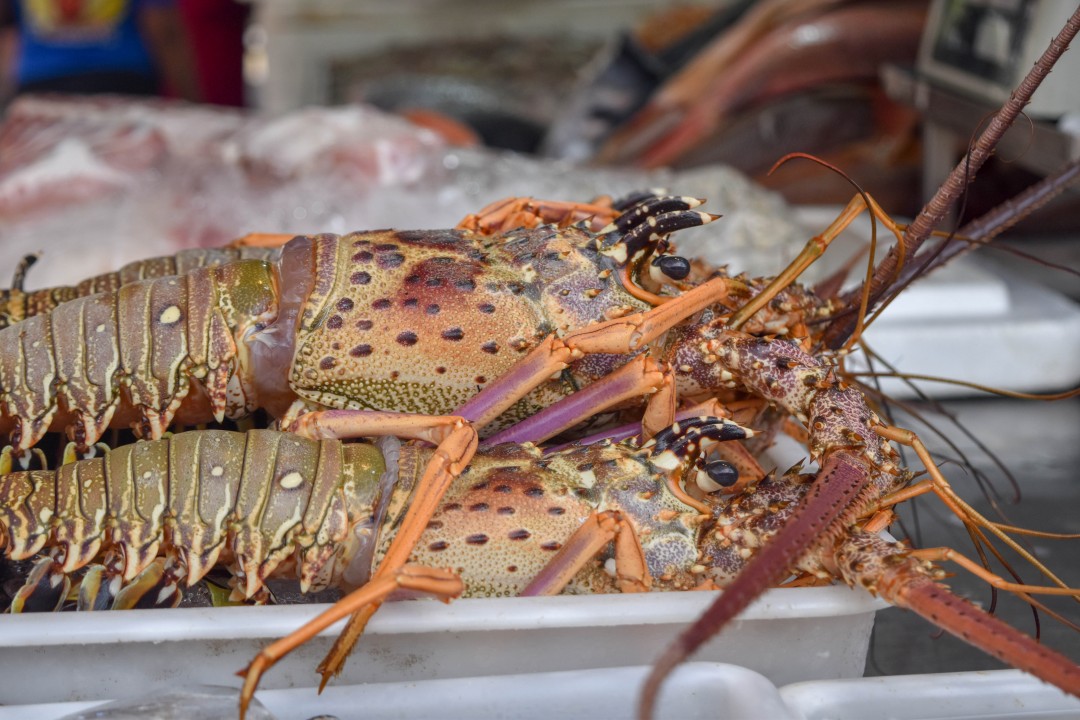Mercado dos Peixes de Fortaleza, Av. Beira Mar, 3479 - Meireles, Fortaleza - CE, 60165-121