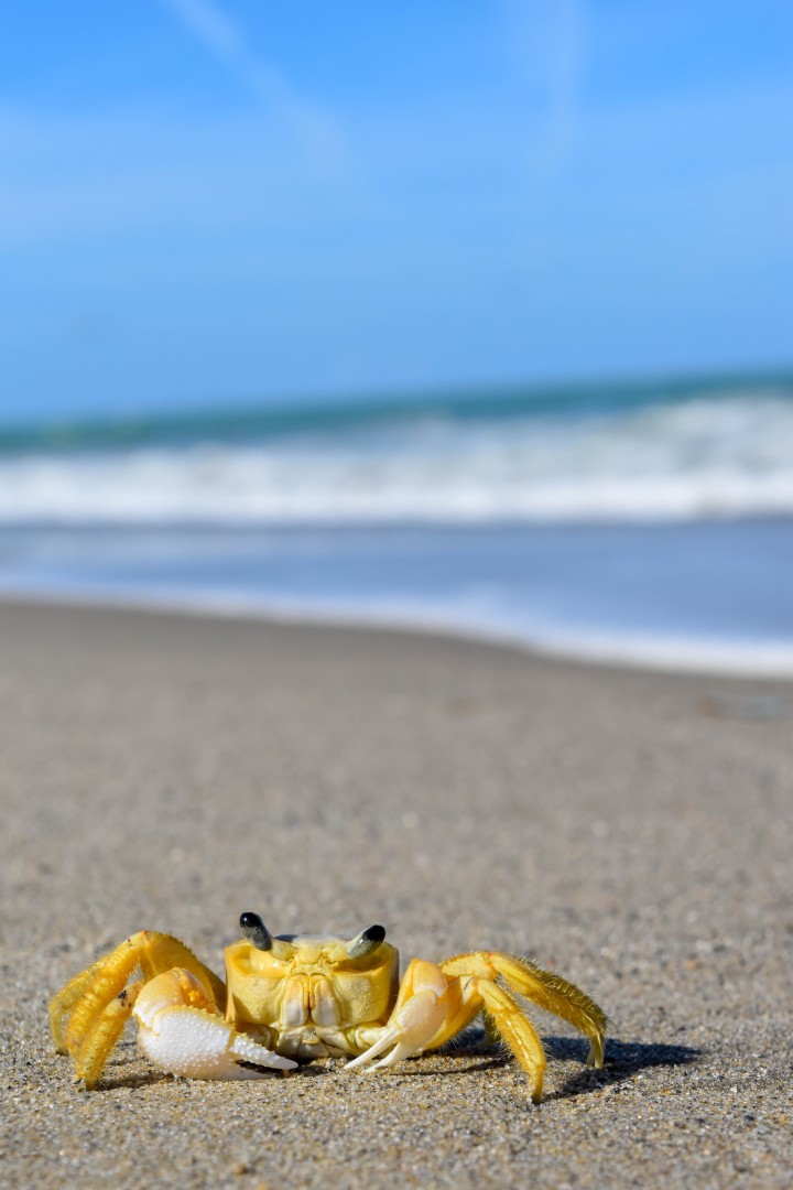 Praia de Ponta Negra, State of Rio Grande do Norte, Brazil