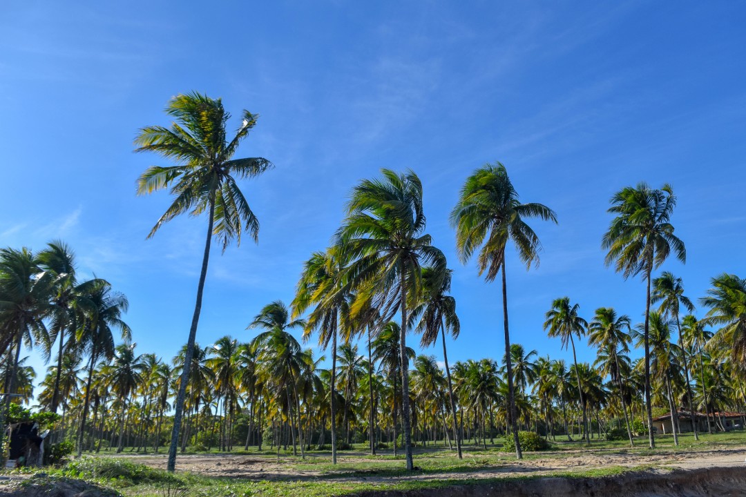 Coqueiral de maracaipe - Maracaipe - Porto de Galinhas, Ipojuca - PE, 55590-000