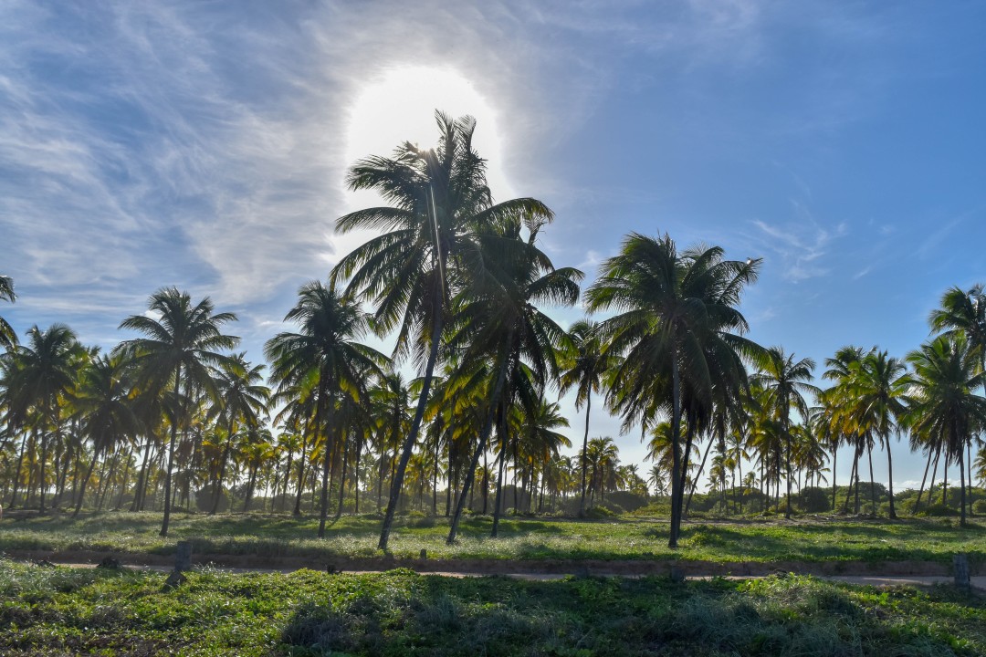 Coqueiral de maracaipe - Maracaipe - Porto de Galinhas, Ipojuca - PE, 55590-000