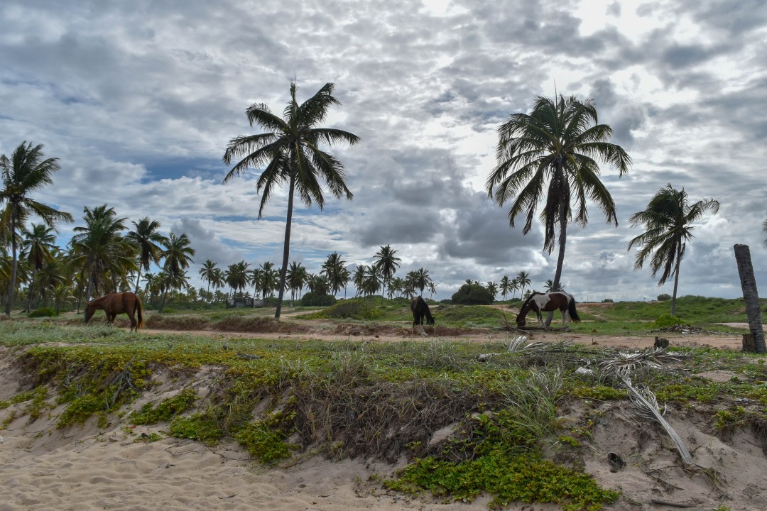 Coqueiral de maracaipe - Maracaipe - Porto de Galinhas, Ipojuca - PE, 55590-000
