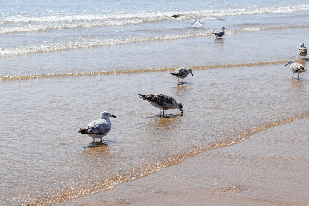 Grande plage, 85800 Saint-Gilles-Croix-de-Vie