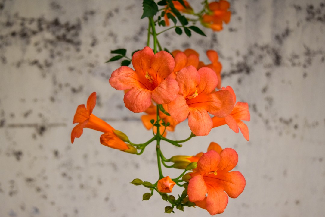 Trumpet flowers (凌霄花, Língxiāo Huā) — Nanjing, Jiangsu, China.