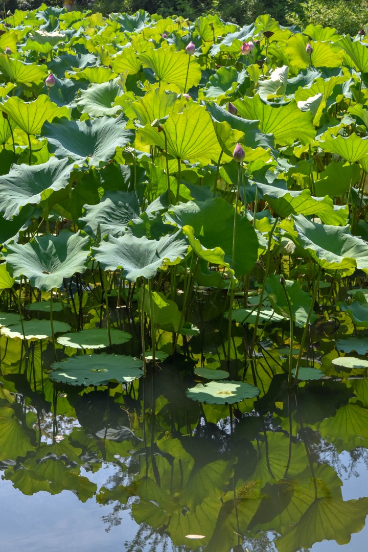 The Humble Administrator’s Garden (拙政园, Zhuōzhèng Yuán) — Gusu District, Suzhou, Jiangsu, China.