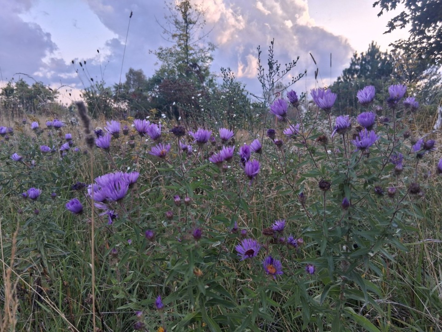 Wildflowers along a country road in Ontario